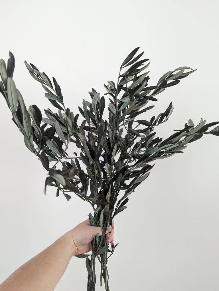 Preserved Italian Olive Stems