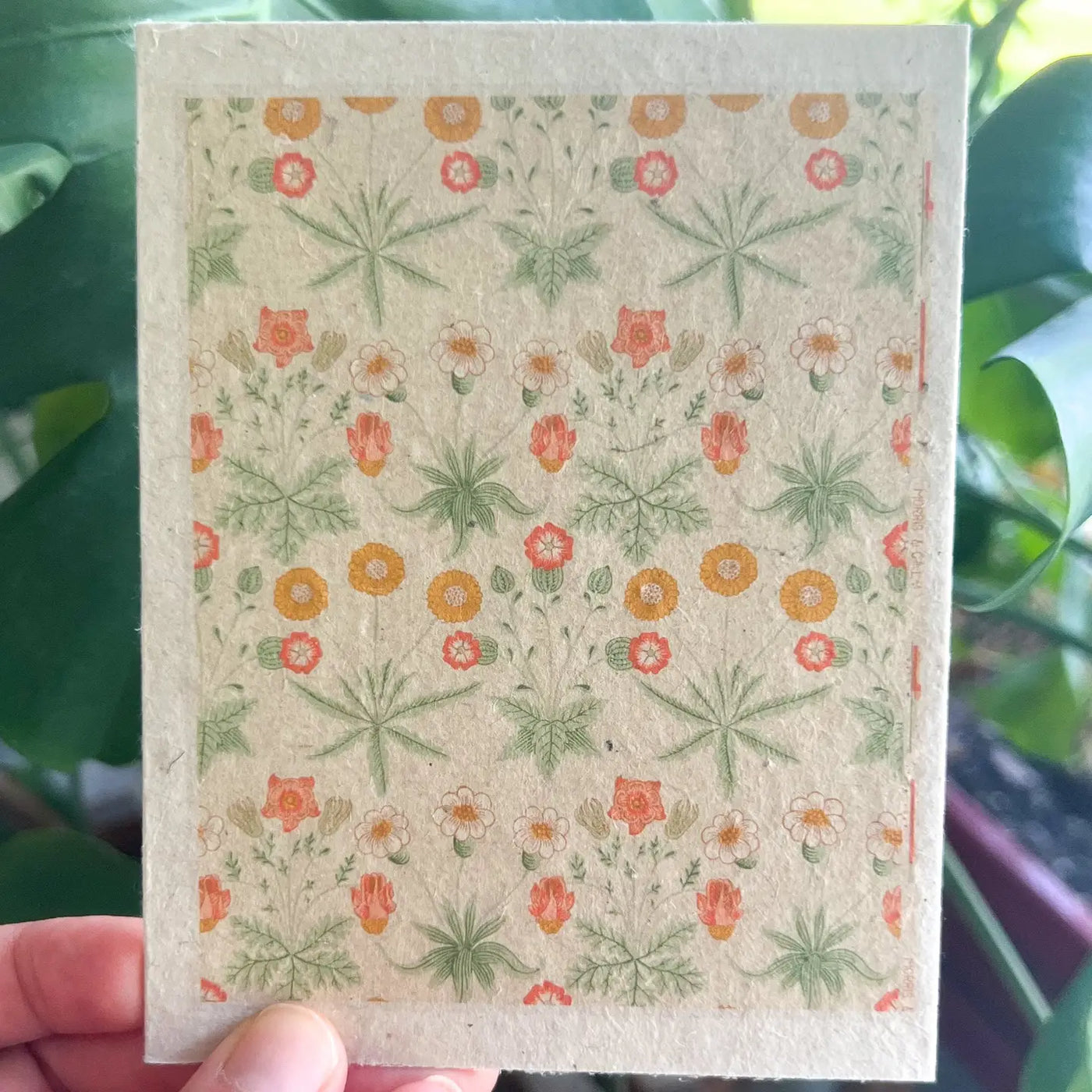 Plantable Seed Card- Coral Daisy