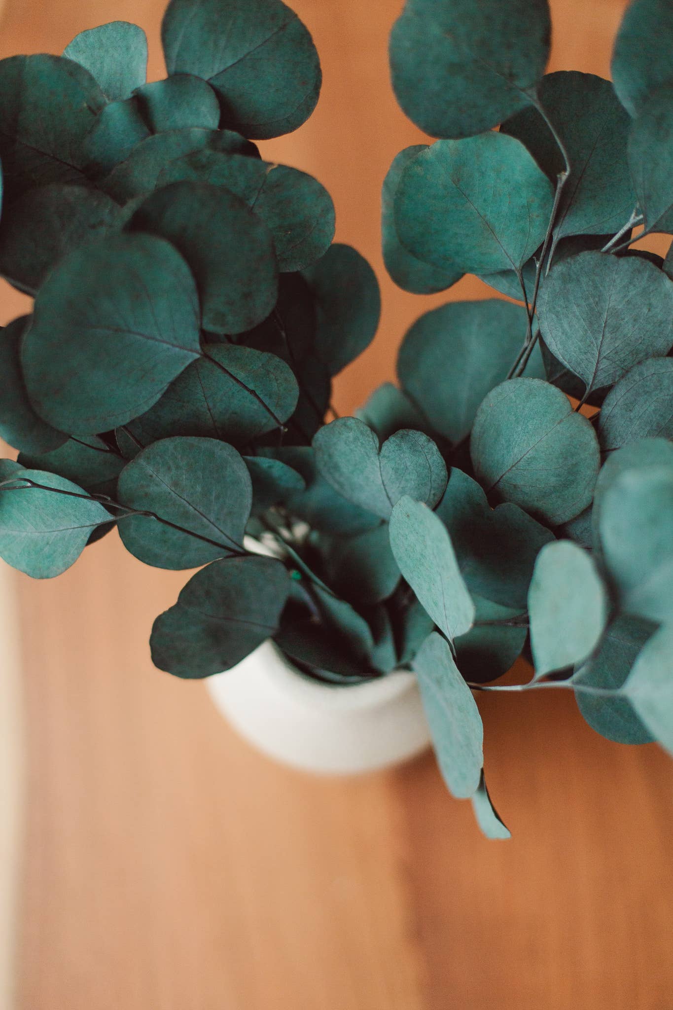 Preserved Silver Dollar Eucalyptus Bundle