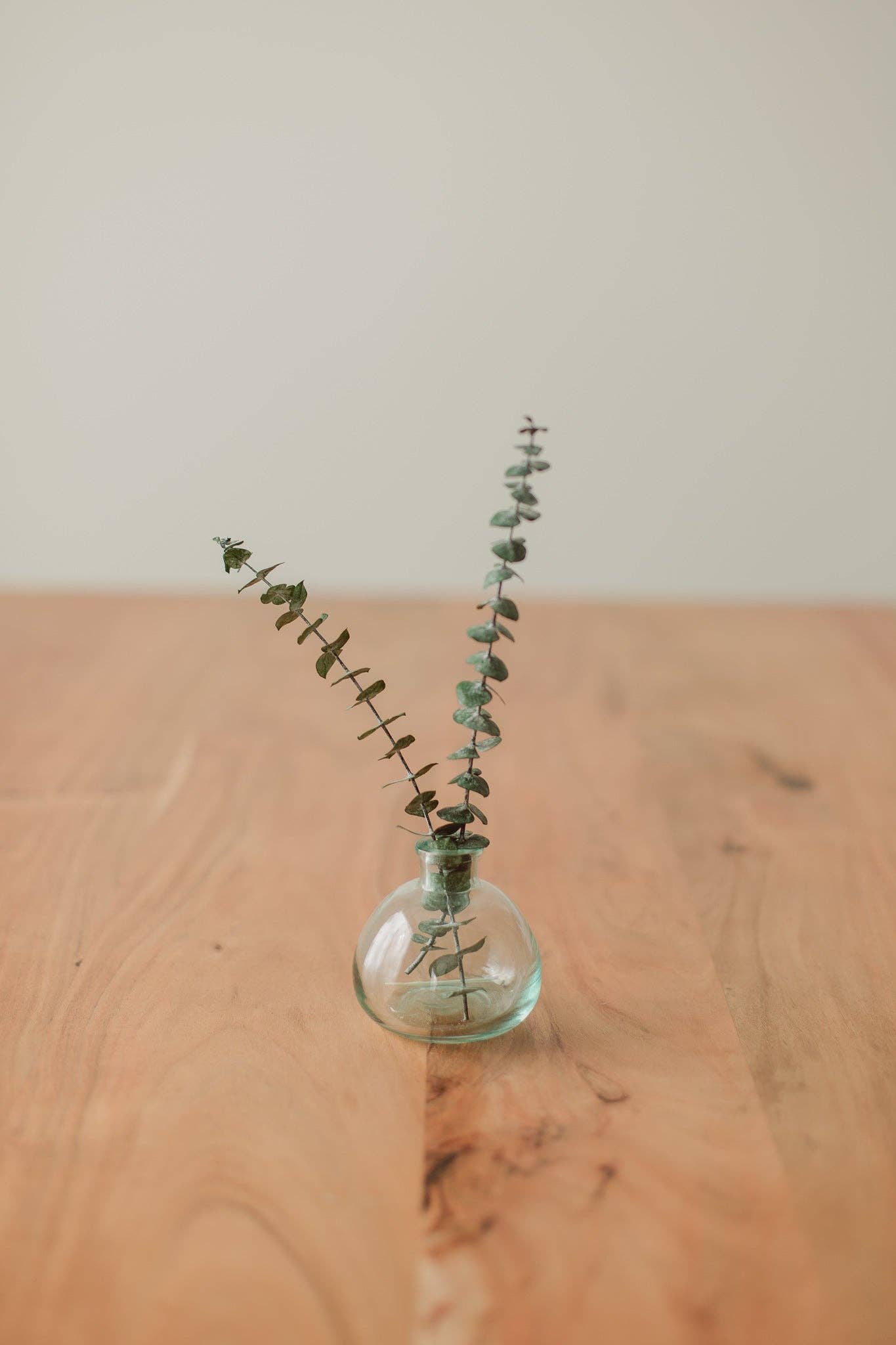 Preserved Small Eucalyptus Stem Pair